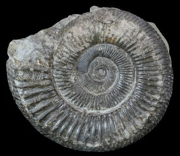 Dactylioceras Ammonite Fossil - England #52652
